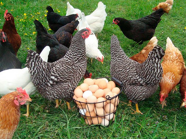 Содержание кур и уход за ними | ЗооТом - продажа, вязка и услуги для животных в Мантурово