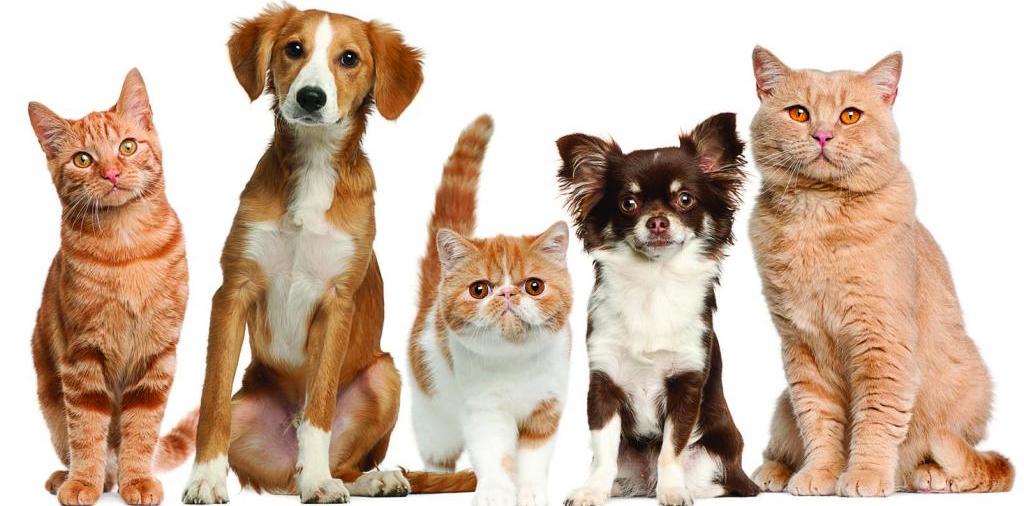 Доска объявлений о животных | ЗооТом - продажа, вязка и услуги для животных в Мантурово