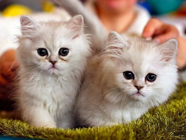 Породы кошек в Мантурово | ЗооТом портал о животных