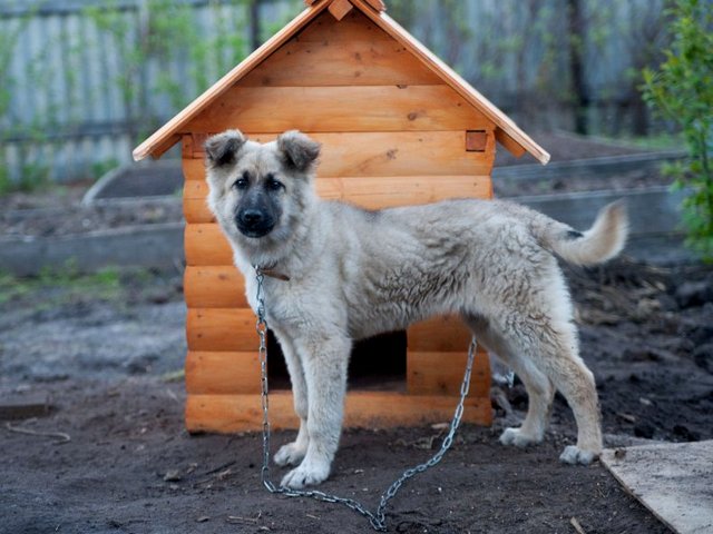 Все о собаках в Мантурово Все о собаках в Мантурово